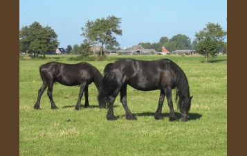 Geniet van uw vakantie samen met uw paarden