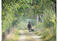 Fletcher Landhotel Bosrijk Roermond met paardenstalling VMP040