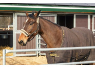 Horseback Holidays VMP069