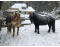 Slapen met uw paard op de Veluwe in Garderen VMP115