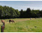 Bed en Pasture in Noord-Brabant VMP078