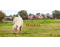 Ponyranch Villavakantiepark IJsselhof Andijk VMP035