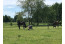 Recreatiepark Het Eperwoud met paard VMP029