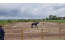 Safaritent Camping Eefting in Rohel met paarden VMP023