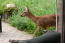 Natuurhuisje in Bennekom Ede Veluwe VMP101