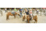 Pony vakantie Landal het Land van Bartje VMP079