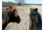 Bed en Pasture in Noord-Brabant VMP078