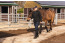 Horseback Holidays VMP069