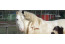 Ponyranch Villavakantiepark IJsselhof Andijk VMP035