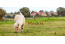 Ponyranch Villavakantiepark IJsselhof Andijk VMP035