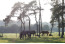 Recreatiepark De Boshoek met paard VMP098