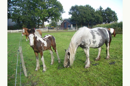 Boerderijcamping Jobinghoeve Grolloo VMP033