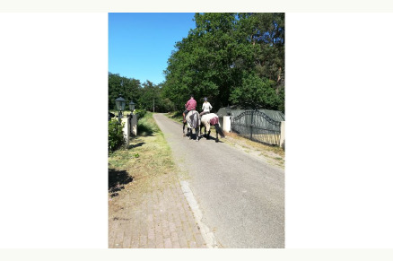 Vrijstaande boerderij aan het natuurgebied Maasduinen met zwembad en 5 stallen VMP050