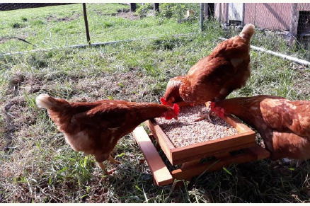 Vrijstaand huisje met paardenstallen en weidegang VMP039