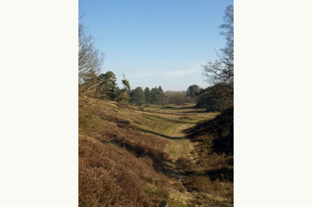 Vrijstaande boerderij aan het natuurgebied Maasduinen met zwembad en 5 stallen VMP050