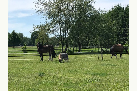 Recreatiepark Het Eperwoud met paard VMP029