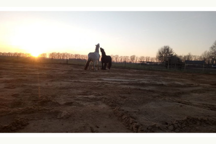 Vakantiehuis Drenthe Paddock Wei 4 paarden Drenthe VMP070