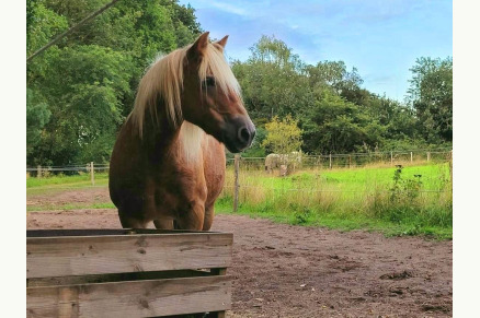 Vakantieboerderij Hoeve Heide en Wold met hottub direct aan ruiterroutes VMP010