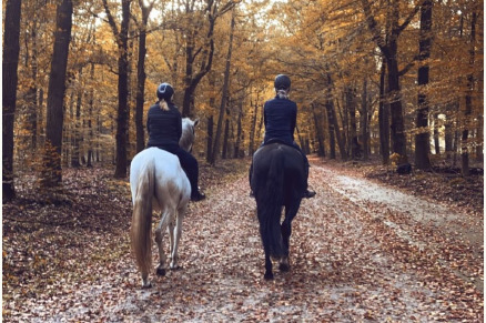 Recreatiepark De Boshoek met paard VMP098