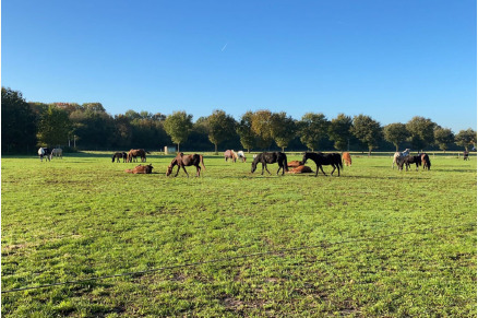 5-sterren camping op de Veluwe Voorthuizen VMP115
