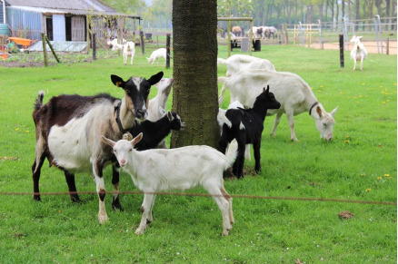 Natuurhuisje in Drenthe Dwingeloo VMP098