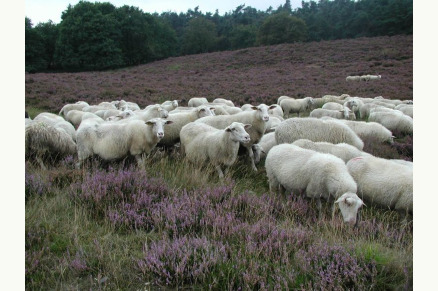 Vrijstaand huisje op erf Loenen Gelderland VMP113