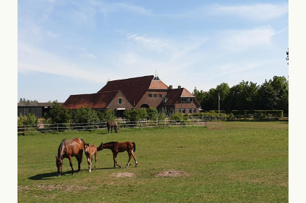 Safaritent Camping Eefting in Rohel met paarden VMP023