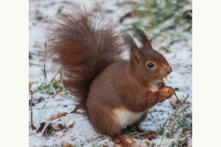 Natuurhuisje in Bennekom Ede Veluwe VMP101