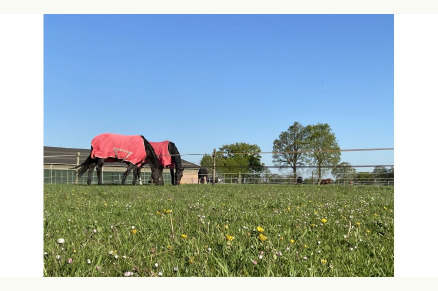 B&B met paardenboxen Hilvarenbeek Noord-Brabant VMP069