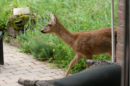 Natuurhuisje in Bennekom Ede Veluwe VMP101