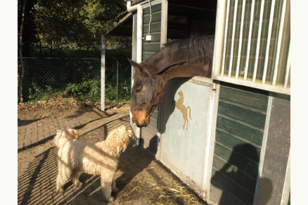 Vrijstaande boerderij aan het natuurgebied Maasduinen met zwembad en 5 stallen VMP050