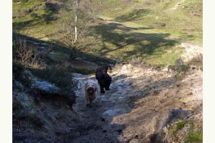 Vrijstaande boerderij aan het natuurgebied Maasduinen met zwembad en 5 stallen VMP050