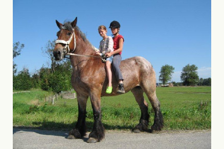 Minicamping de Buck met weidegang in Oostkapelle op Walcheren VMP084