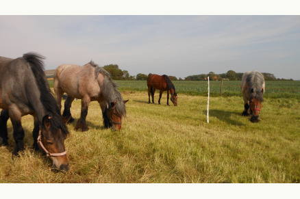 Minicamping de Buck met weidegang in Oostkapelle op Walcheren VMP084