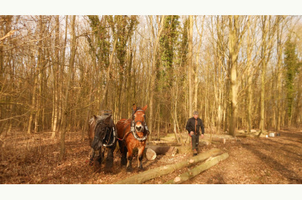 Minicamping de Buck met weidegang in Oostkapelle op Walcheren VMP084