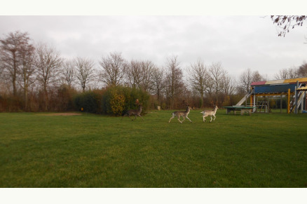 Minicamping de Buck met weidegang in Oostkapelle op Walcheren VMP084