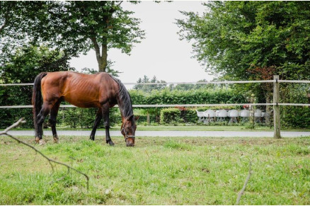 Dorpswoning De Volbloed met boxen en weides in Noord-Brabant VMP126