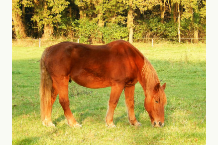 Kamperen met uw paard op Camping t Witte Zand VMP091