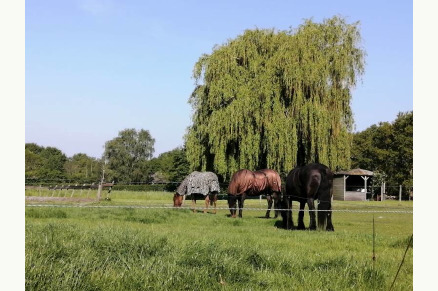 Bed en Pasture in Noord-Brabant VMP078