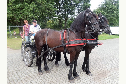 Kamperen met uw paard op Camping t Witte Zand VMP091