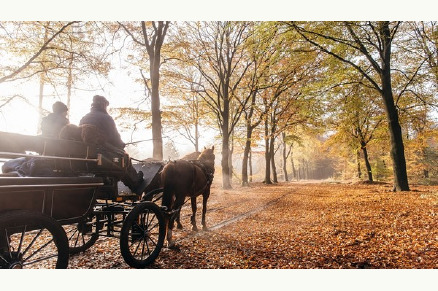 Paardenhotel De Cantharel VMP118