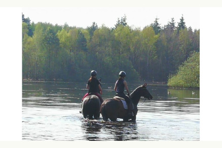 B&B met paardenboxen Hilvarenbeek Noord-Brabant VMP069