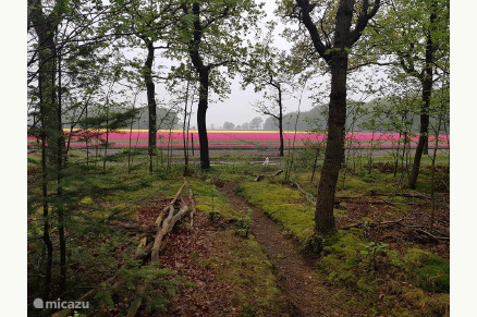 Het Boshuis Wateren Drenthe VMP016