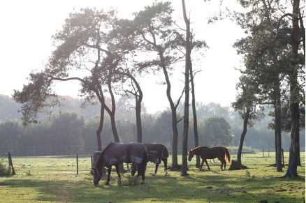 Recreatiepark De Boshoek met paard VMP098
