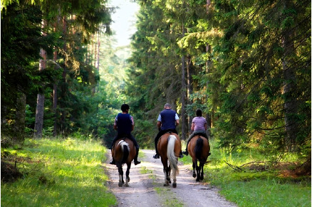 Kamperen met uw paard op Camping t Witte Zand VMP091