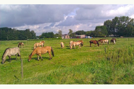 Natuurpoort van Loon aan de Loonse en Drunense Duinen VMP018