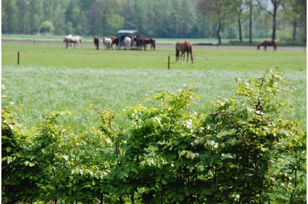 Dorpswoning Het Uitzicht Luxe royaal landhuis voor 14 personen met weidegang en stal VMP076