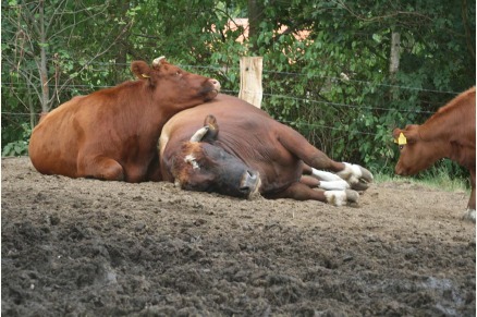 Boerderijhotel Erfgoed Bossem met paarden Twenthe VMP049