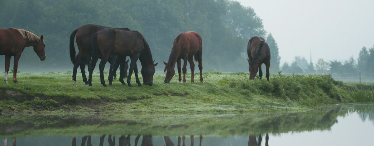 Vakantie met Paarden