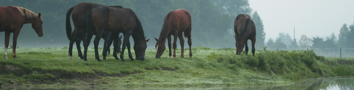 paarden vakanties Nederland